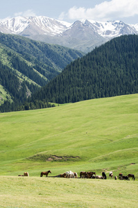 山，山山