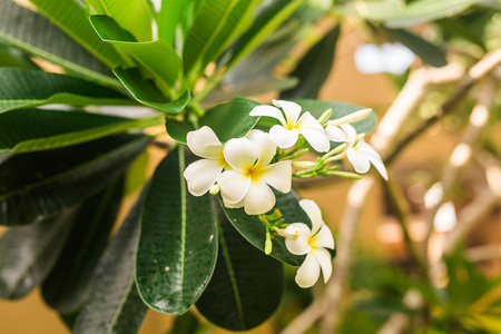 特写美丽白色鸡蛋或鸡蛋花树上