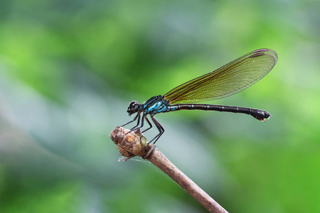 蓝 Damselfy龙飞Zygoptera 坐在竹茎边缘