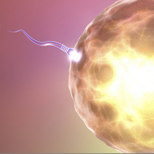 受精精子与卵子精子