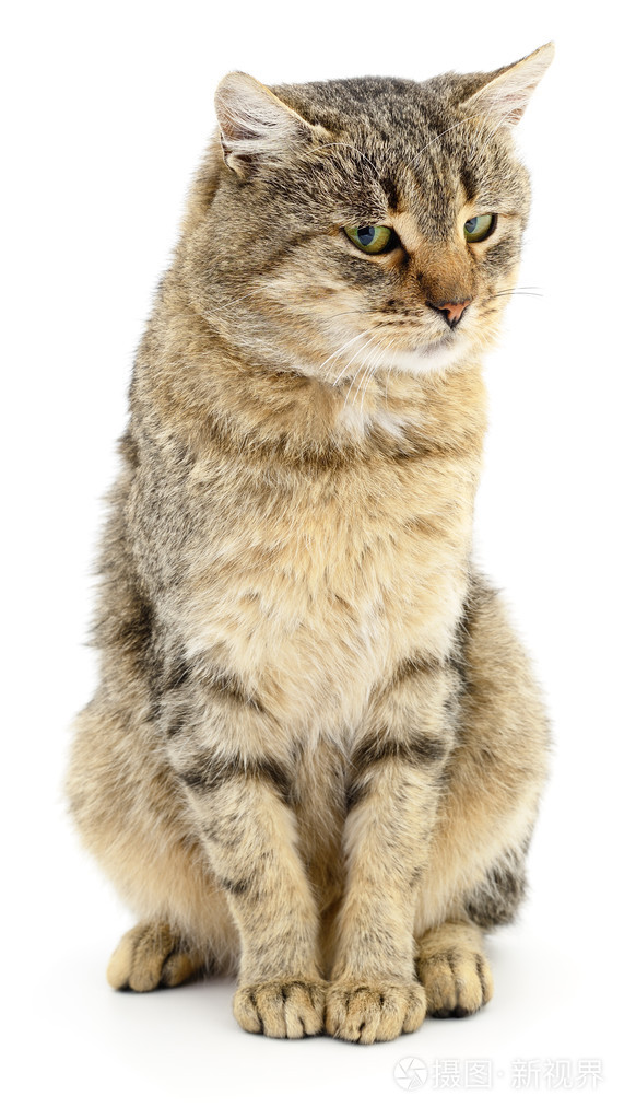 在白色背景上的猫照片-正版商用图片0ehpo1-摄图新视界