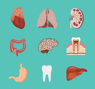 人体解剖器官心弓步肾脑齿胃肝矢量图形