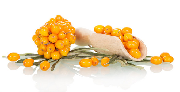大果沙棘浆果在孤立的白色背景上的瓢照片