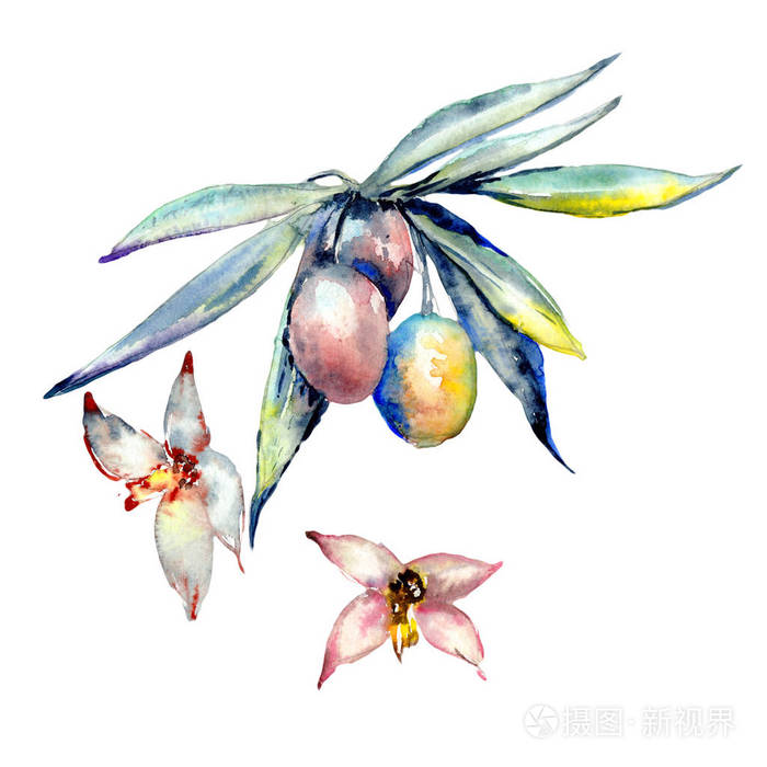 橄榄树在孤立的水彩风格