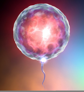 受精精子与卵子精子照片