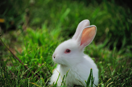 坐在草丛中的小白兔