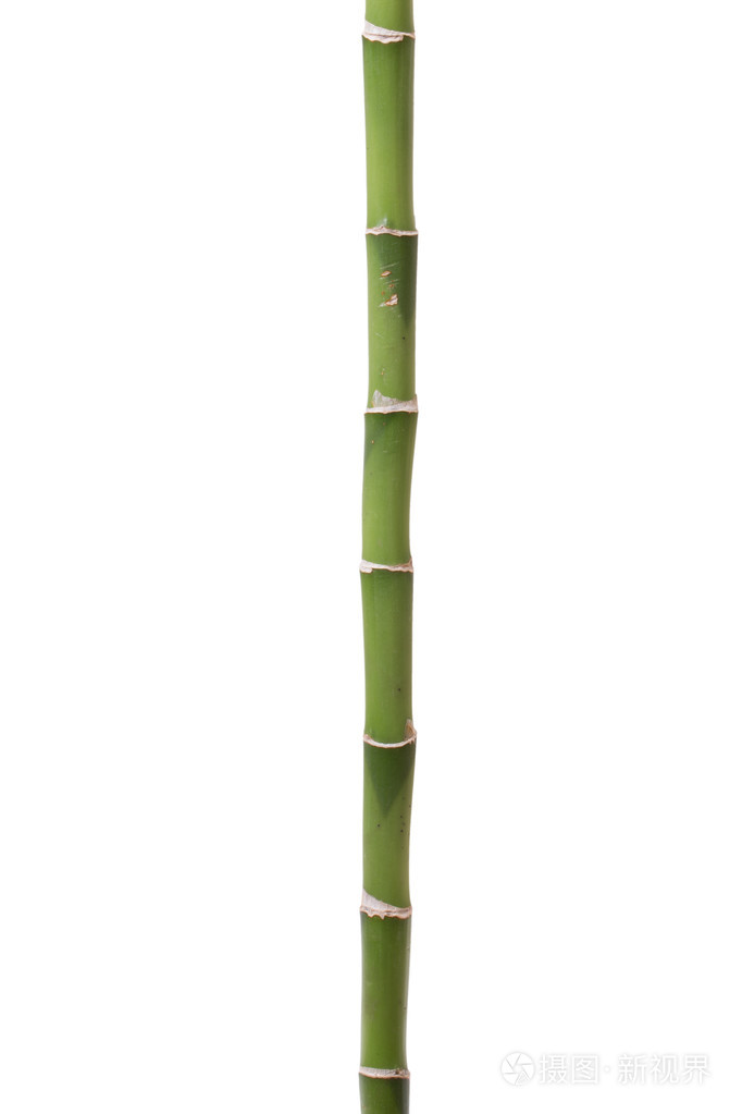 孤立在白色背景上的新鲜竹子