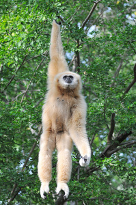 树上的白色长臂猿相片