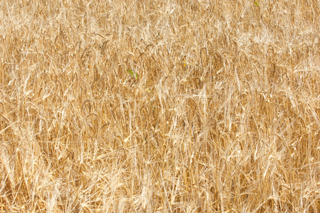 麦田的纹理。金色的成熟小麦