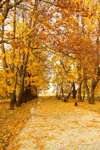 秋天的风景。 金色的秋天。 温暖的秋天空气。 秋季