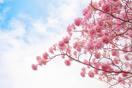 美丽的粉红色喇叭花或学名榛子图片