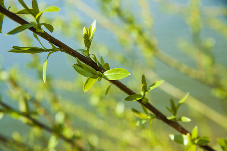 春天树枝上的绿芽.大自然在春天盛开.散光源背景插画