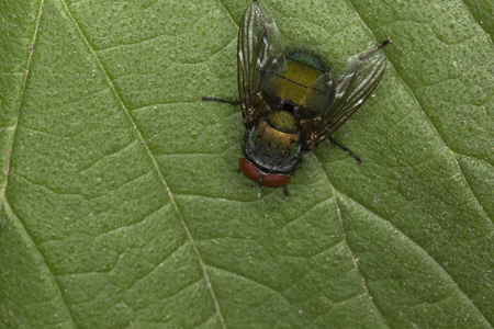 在一片绿色的树叶飞照片