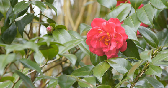红茶花红花 红茶花红花素材图片 红茶花红花图片素材下载 摄图新视界xsj 699pic Com
