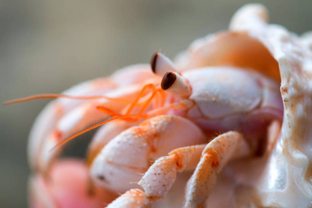 寄居蟹关闭图片