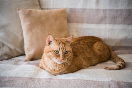 懒懒的姜猫躺在沙发上