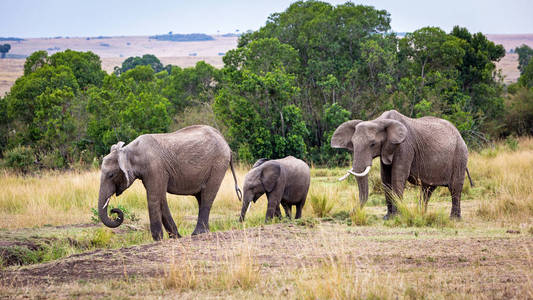 非洲沙漠大象家族的牛和年轻的孤立在白色在动物园里的大象家族大象的