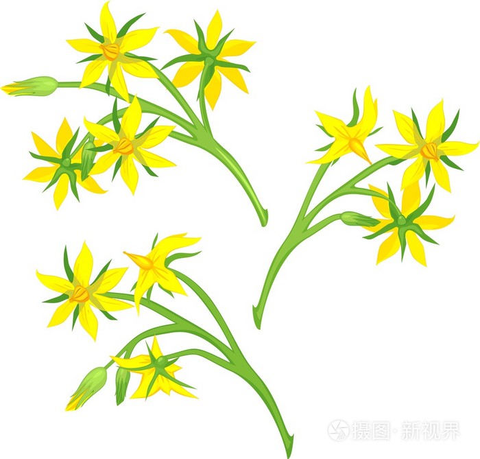 番茄花白色背景集上插画-正版商用图片0ei9gk-摄图新视界