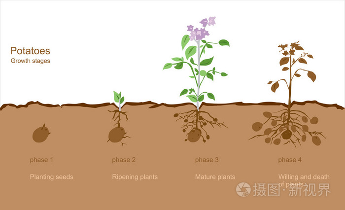 红薯生长有四个阶段图片