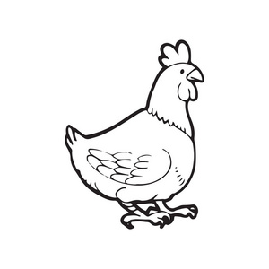 有趣的母鸡图片