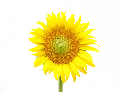 孤立在白色背景上的太阳花