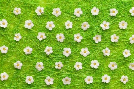 绿色背景的白色花朵。盛开的概念。平躺
