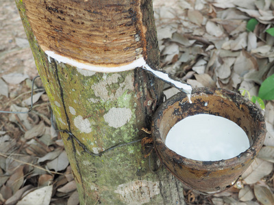 乳白色的乳汁提取天然橡胶树 橡胶树 brasiliens照片