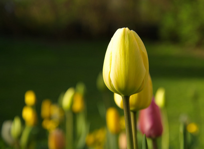 黄色的米色郁金香花园里