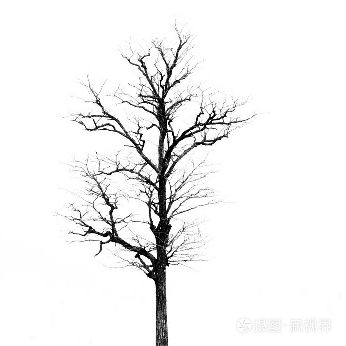 没有叶子的死树