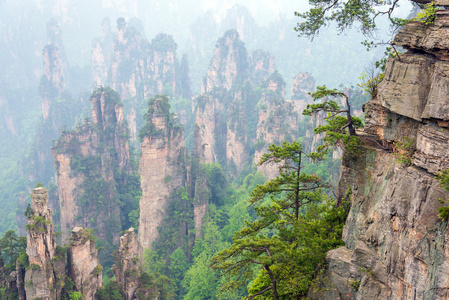 树上的岩石在中国湖南张家界国家公园