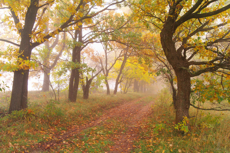 秋天的树林与雾的早晨