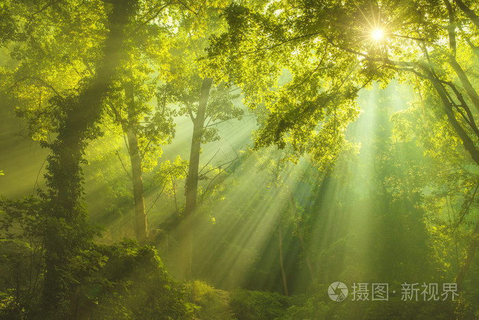 照的日光,绿色森林