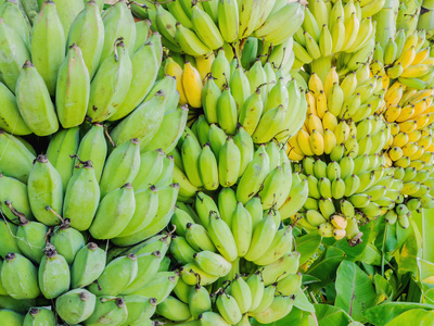 串成熟的香蕉照片