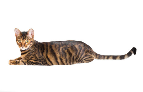 孤立在白色的猫品种 toyger