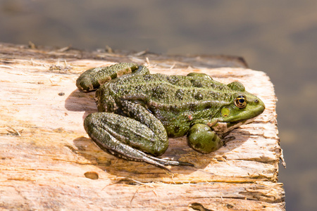 绿色的青蛙，在一块木头上