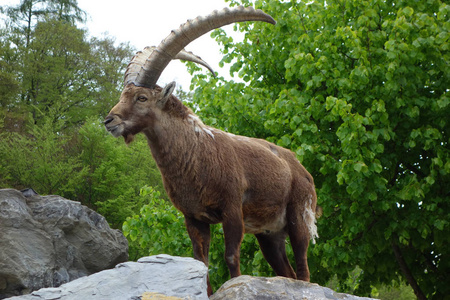 阿尔巴斯山羊它是生活在欧洲的阿尔卑斯山山区的野生山羊阿尔卑斯山羊