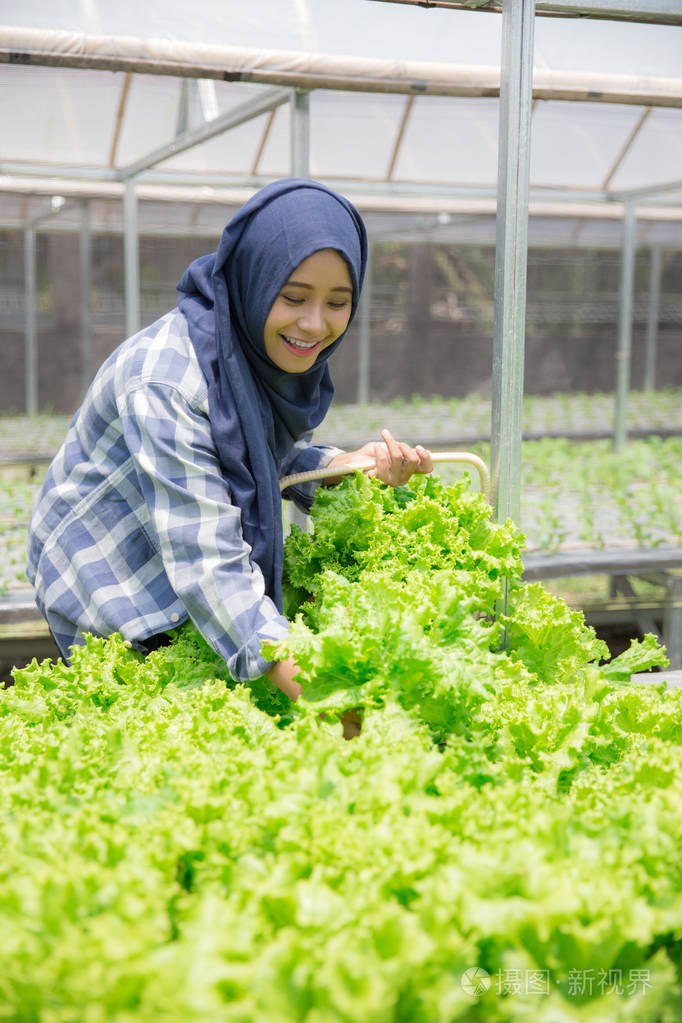 从hydrophonic农场收割的妇女