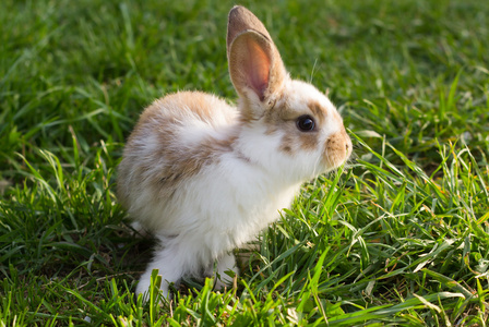 在绿色草地上的小兔子图片