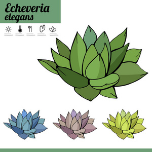 外来植物 Echeveria 在白色背景上分离。典型室内种植室内装修。各种颜色
