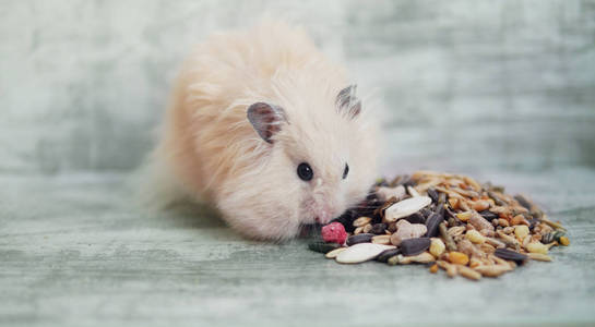 毛茸茸的仓鼠在简陋的背景下吃谷物和坚果