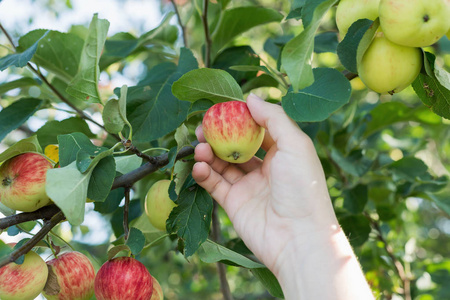 一个女人手从苹果树上采摘一个红色成熟的苹果