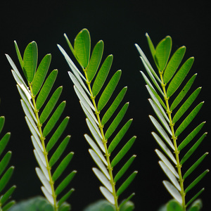 在黑色背景上的罗望子叶照片
