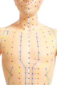 孤立在白色背景上的人类医学针灸模型