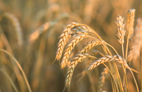 小麦在天空下的金耳朵