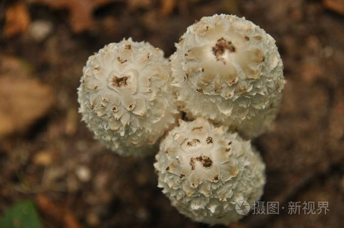 这种真菌的子实体曲霉扎森林原始森林