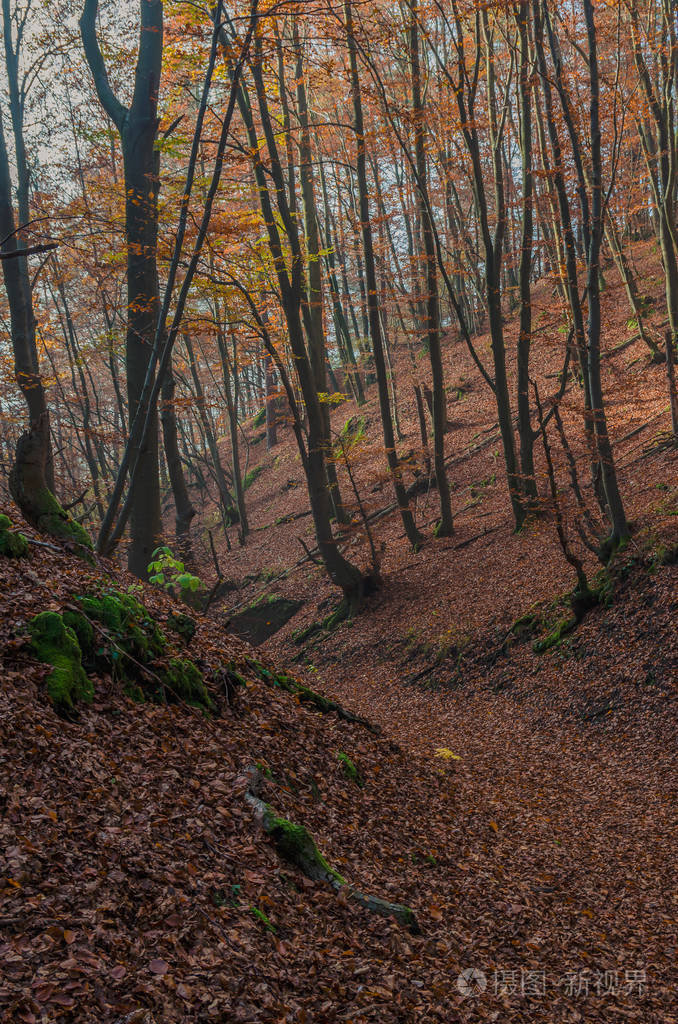 在sulovskeskaly的野生森林