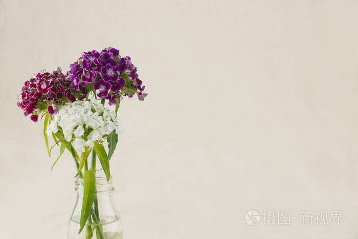 五颜六色的甜威廉花花束在花瓶与拷贝空间
