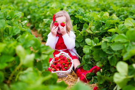 场场长对某农场的场长,采摘草莓的小女孩照片