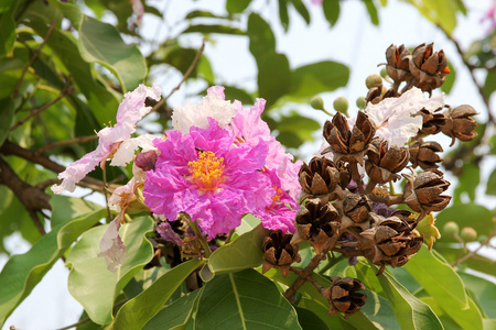 粉红色花朵 tabebuia 景天盛开