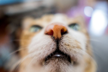 一只小猫带白色一把扶手椅被一只猫的爪子宠坏了.